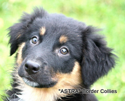 Tricolor, Female, medium to rough coated, border collie puppy